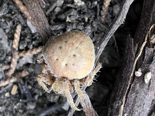 Réf. 213 868 : Neoscona subfusca